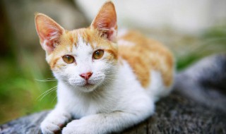 养一只流浪猫需要怎么做（养流浪猫怎么养）