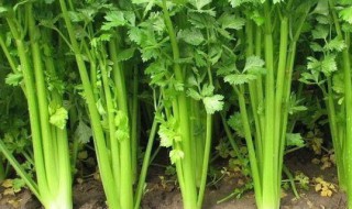 芹菜苦是怎么回事 芹菜苦是怎么回事有毒吗