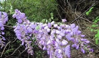 葛花树种植方法 葛花树种植方法图解