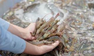 白灼虾没有料酒怎么做 白灼虾没有料酒怎么做呢