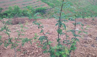 吊篮花椒种植方法（吊篮花椒种植方法视频）