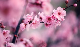 梅花开了怎么发朋友圈 梅花开发朋友圈的说说