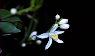 桔子花是什么时候开花 桔子花什么季节开的