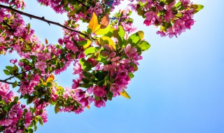 李子花什么时候开（李子花开在什么季节）