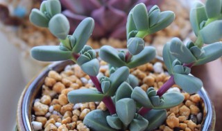 鹿角海棠怎么才能开花（鹿角海棠怎么才能开花多）