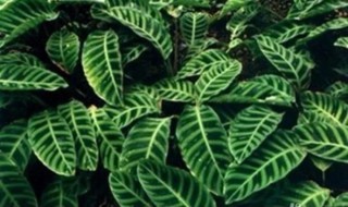 孔雀竹芋的寓意和象征 孔雀竹芋的寓意和象征图片