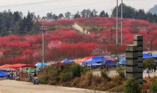 苏山坪在巴中哪里 巴中苏山坪好玩吗