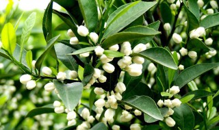 橘子花什么时候开（橘子花开）