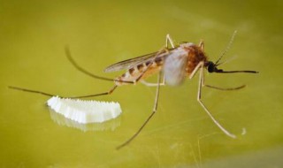 杀蚊剂能死蚊子吗 杀蚊剂能死蚊子吗有毒吗