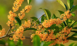 桂花干保存方法（干桂花如何保存又不失香味）