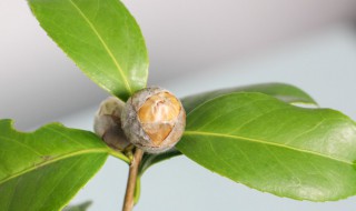 山茶花的盆栽养殖方法（山茶花的盆栽种植方法）