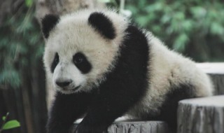 大熊猫的外貌及性格特点（大熊猫的性格特点）
