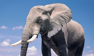 象牙对大象有什么用（象牙对大象有什么用处和作用）