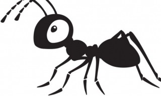 蚂蚁怎么消灭用什么方法 蚂蚁怎么消灭最彻底小妙招