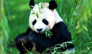 大熊猫的特点和生活习性 大熊猫的特点和生活特征有哪些