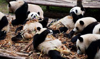 大熊猫为什么从吃肉变成吃素 熊猫为什么从吃肉食变得吃素食