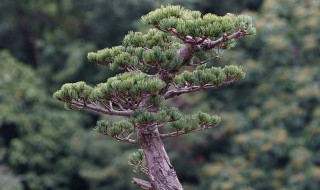 大阪松叶子发黄怎么办 大阪松叶子发黄干枯用什么药