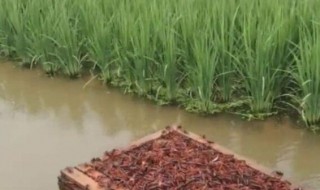 稻田养殖小龙虾怎么养 稻田养殖小龙虾怎么养殖