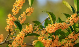 桂花叶子有黄点怎么办（桂花叶子有黄点怎么办呢）