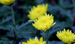 10月开什么花（农历10月开什么花）