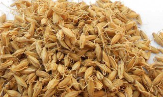 炒麦芽煮水禁忌 炒麦芽用于回奶一天用多少克
