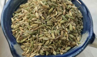 茴香籽的功效与作用及食用方法 茴香籽的功效与作用及食用方法禁忌