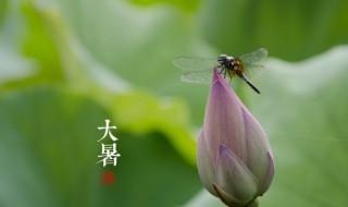 夏天树上叫的除了蝉还有什么（夏天树上叫的除了蝉还有什么叫声）