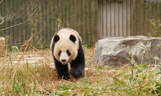 大熊猫走路方式 大熊猫走路方式是什么样子