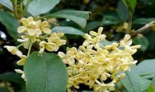 桂花树夏天落叶是什么原因 桂花树夏天叶子都落了,是不是死了
