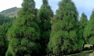 圆柏的养殖方法及注意事项（圆柏的养殖方法及注意事项有哪些）