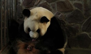 首对圈养熊猫诞生是什么时候 为什么中国人从古至今都非常重视鼎