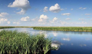 世界湿地日什么时候（世界湿地日什么时候被指定为联合国国际日）