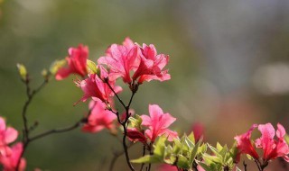 杜鹃花寓意及象征（杜鹃花的寓意象征意义）