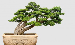 罗汉松多久浇一次水（罗汉松多久浇一次水冬季）