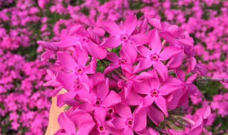 芝樱花种植方法和时间 芝樱花种植与养护