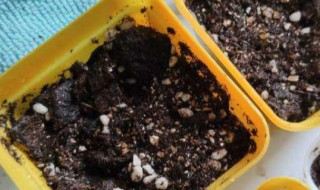 多菌灵拌土后能马上种植物吗（多菌灵的用途和使用方法）