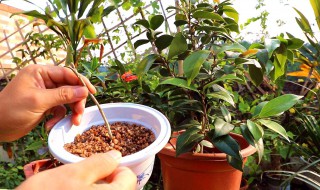 茶花分株方法 茶花分株方法视频