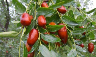 种植红枣的正确方法 种植红枣的正确方法是什么
