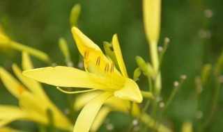 黄花菜正确施肥方法（黄花菜正确施肥方法图片）