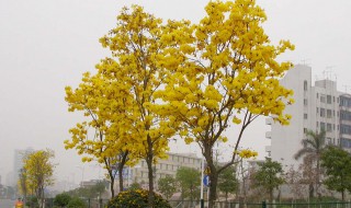 风铃木花语是什么意思 风铃木花语是什么意思啊