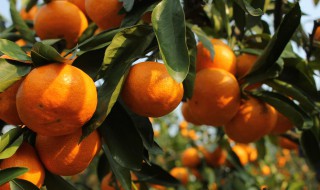柑橘果树修剪方法 柑橘果树修剪的方法