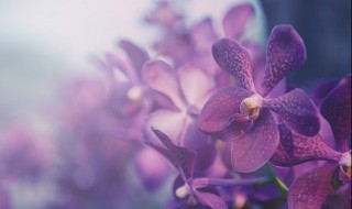 消毒兰花的正确方法（兰花的消毒杀菌）