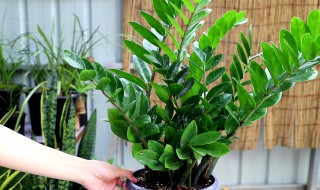 金钱树养植的小妙招（金钱树养植的小妙招图片）