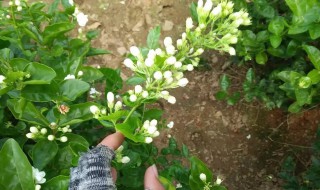 茉莉花树种植小妙招（茉莉花树怎么种植）