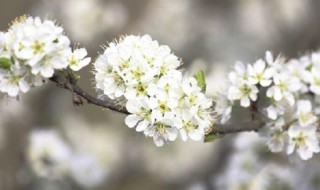 李子开花的寓意（李子开花的寓意和象征）
