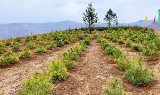 南方沙性土壤种植什么果树 南方沙性土壤种植什么果树比较好