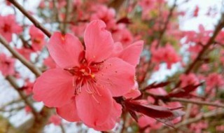 倒春寒时应该注意什么（倒春寒注意保暖）