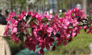 海棠花养护与管理 海棠花养护与管理方法
