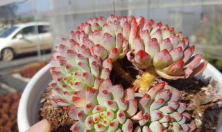 多肉植物蓝精灵养殖方法 多肉植物蓝精灵养殖方法图解