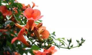 北方凌霄花的养殖方法 北方凌霄花的养殖方法和管理